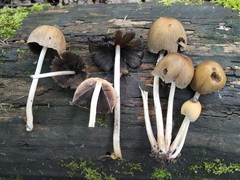 Coprinellus micaceus