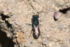 Pseudochrysis neglecta