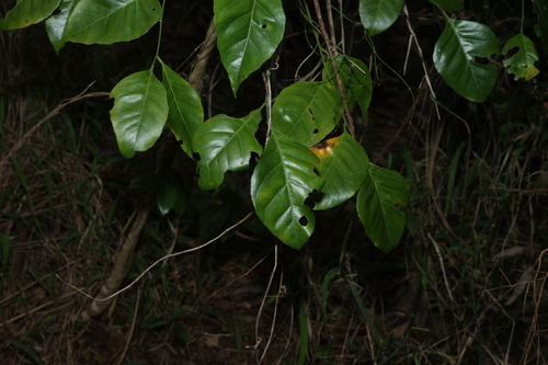 Micromelum minutum observed 2026-10-29