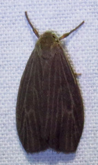 Crambidia uniformis