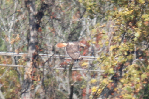 Buteo jamaicensis observed 2026-10-29