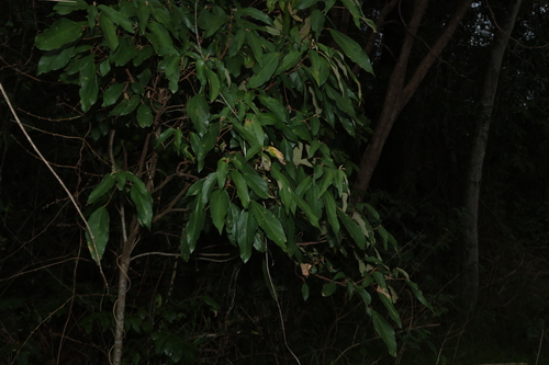 Mallotus philippensis observed 2026-10-29