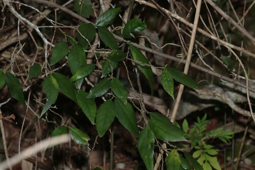 Paratrophis pendulina observed 2026-10-29
