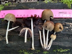 Coprinellus micaceus