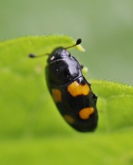 Glischrochilus grandis