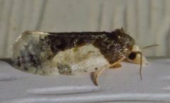 Henricus edwardsiana