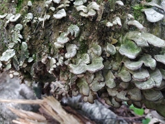 Cerrena unicolor