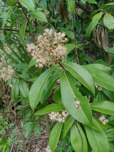 Ardisia observed 2026-10-28
