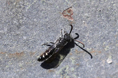 Sapyga quinquepunctata