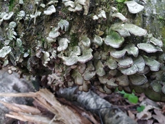 Cerrena unicolor