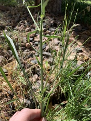 Crepis tectorum