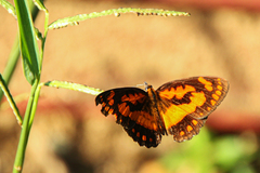 Byblia anvatara