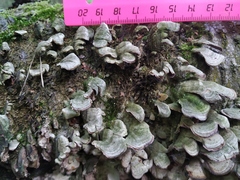 Cerrena unicolor