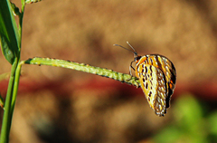 Byblia anvatara