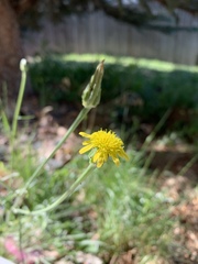 Crepis tectorum
