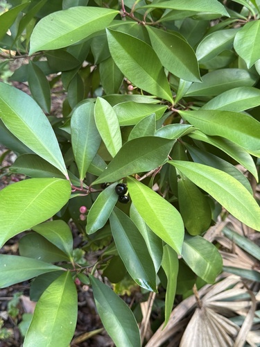 Ardisia observed 2026-10-29