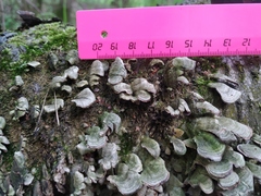 Cerrena unicolor