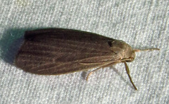 Crambidia uniformis