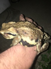 Bufo formosus