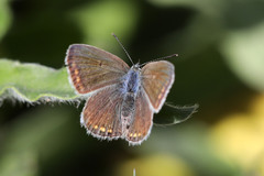 Polyommatus icarus