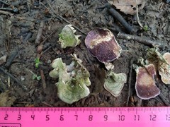 Cerrena unicolor