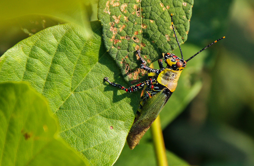 Variegated grasshopper
