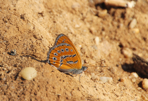 Sevenia amulia amulia