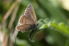 Polyommatus icarus