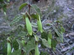 Correa reflexa reflexa