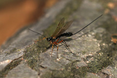 Ichneumonidae