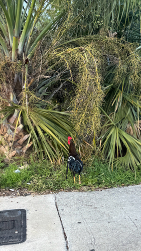 Gallus gallus observed 2026-10-29