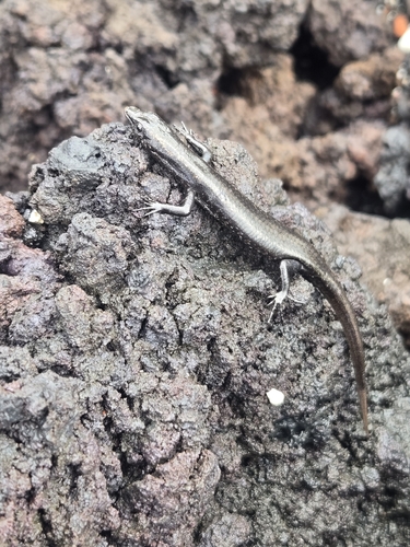 Cryptoblepharus poecilopleurus observed 2026-10-29