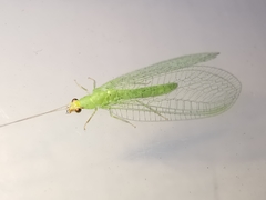 Pseudomallada flavifrons