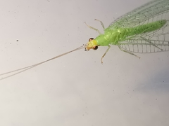 Pseudomallada flavifrons