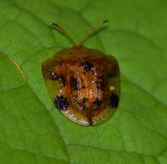 Laccoptera