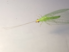 Pseudomallada flavifrons