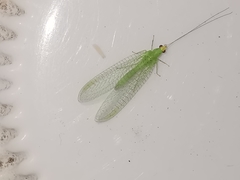 Pseudomallada flavifrons