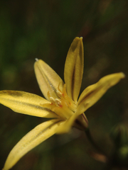 Triteleia ixioides ixioides