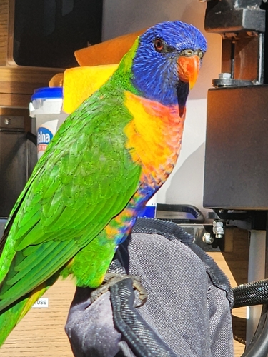 Trichoglossus haematodus observed 2026-10-30