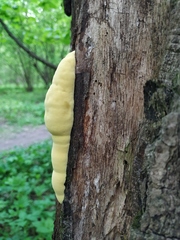Laetiporus sulphureus