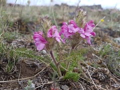 Pedicularis rubens