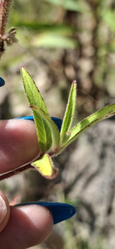Ludwigia octovalvis observed 2026-10-25
