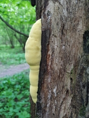 Laetiporus sulphureus