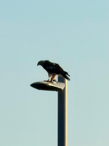 Buteo jamaicensis observed 2026-10-29
