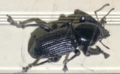 Prostomus scutellaris