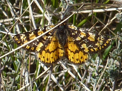 Eurranthis plummistaria