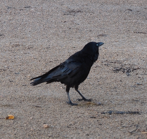Corvus observed 2026-10-30