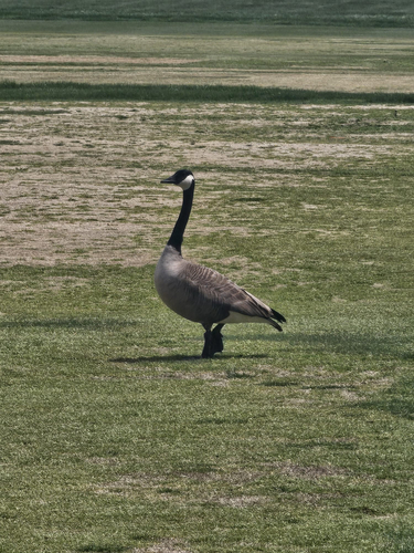 Branta observed 2026-10-29
