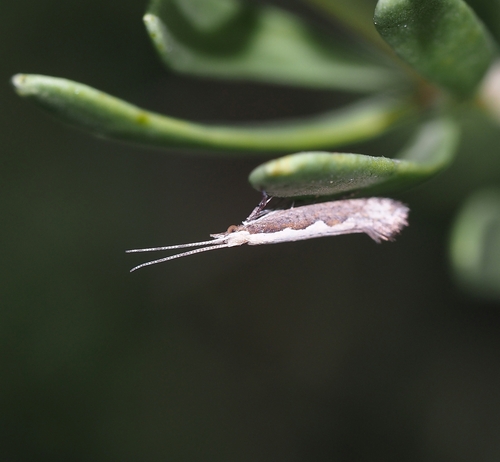 Plutella xylostella observed 2026-10-30