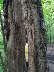 Laetiporus sulphureus